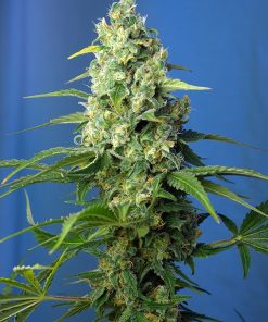 Honey Peach Auto CBD - Autofiorenti Femminizzati
