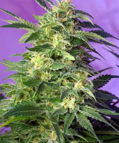 Killer Kush Auto - Autofiorenti Femminizzati