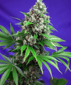 Killer Kush F1 Fast Version - Femminizzati Stagionali