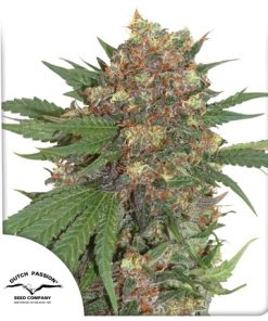 Master kush - Femminizzati Stagionali