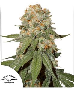 Orange Bud - Femminizzati Stagionali
