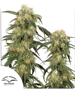 Pamir Gold - Femminizzati Stagionali