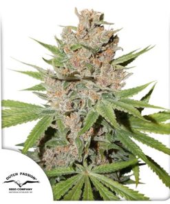 Passion Fruit - Femminizzati Stagionali
