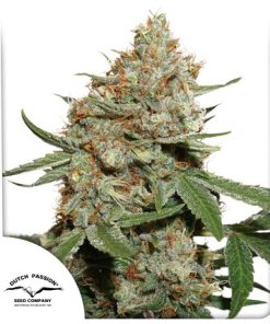Skunk #11 - Femminizzati Stagionali
