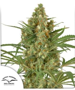 Snow Bud - Femminizzati Stagionali