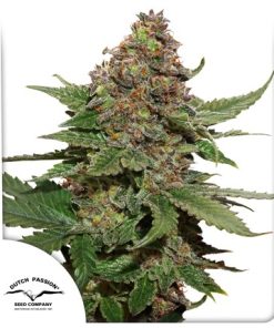 Strawberry Cough - Femminizzati Stagionali