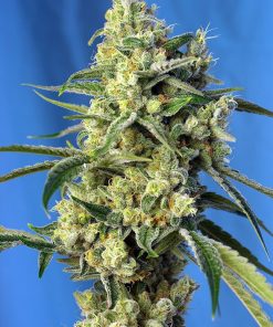 Sweet Amnesia Haze - Femminizzati Stagionali