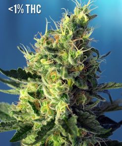 Sweet Pure CBD - Femminizzati Stagionali