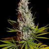 sweetseeds sweetcheese