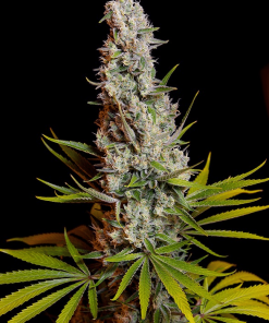 sweetseeds sweetcheese
