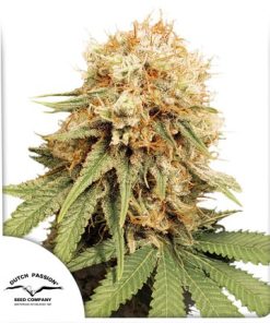 White Widow - Femminizzati Stagionali