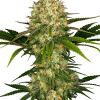 sensi afghani1