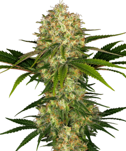 sensi afghani1