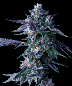 dna genetics chocolope 1 2