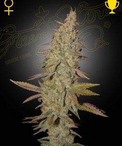 Arjan's Ultra Haze 1 - Femminizzati Stagionali