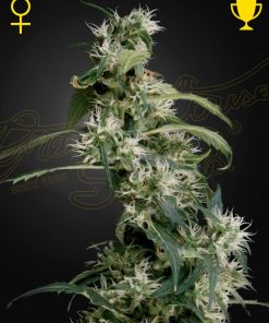 Arjan's Ultra Haze 2 (Mango Haze) - Femminizzati Stagionali