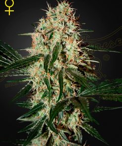 Arjan's Haze 3 - Femminizzati Stagionali