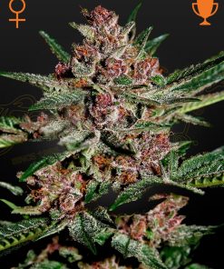 Bubba Kush - Femminizzati Stagionali