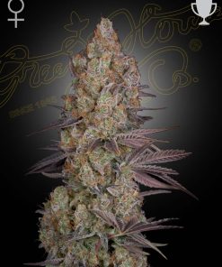 Exodus Cheese - Femminizzati Stagionali