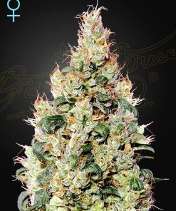 Exodus Cheese Auto CBD - Autofiorenti Femminizzati