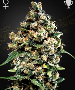Jack Herer - Femminizzati Stagionali
