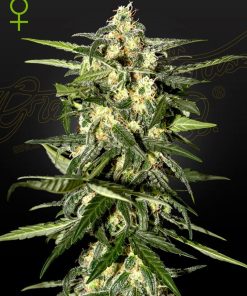 Jack Herer Auto - Autofiorenti Femminizzati