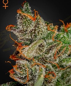 King's Kush - Femminizzati Stagionali