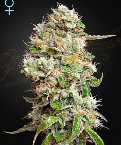 King’s Kush Auto CBD - Autofiorenti Femminizzati
