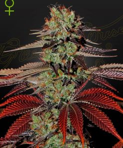 King's Kush Auto - Autofiorenti Femminizzati