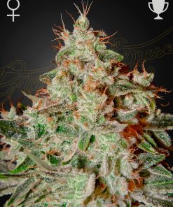Lemon Skunk - Femminizzati Stagionali