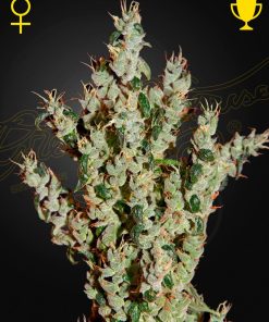 NL5 Haze Mist - Femminizzati Stagionali