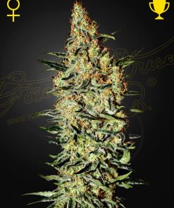 Neville's Haze - Femminizzati Stagionali