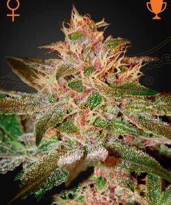Pure Kush - Femminizzati Stagionali