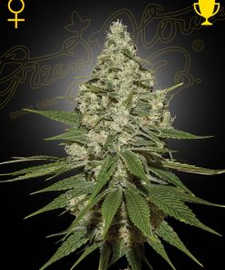 Super Lemon Haze - Femminizzati Stagionali