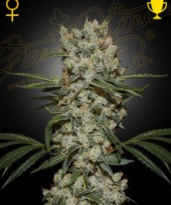 Super Silver Haze - Femminizzati Stagionali