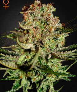 Super Bud - Femminizzati Stagionali
