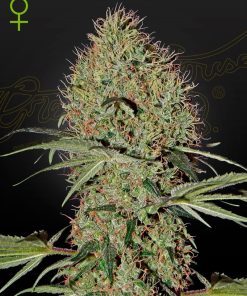 Super Bud Auto - Autofiorenti Femminizzati