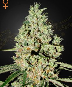 Super Critical - Femminizzati Stagionali