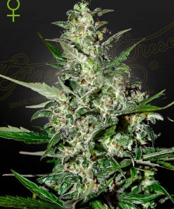 Super Critical Auto - Autofiorenti Femminizzati
