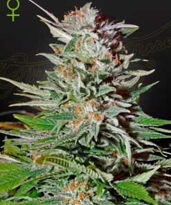 Super Lemon Haze Auto - Autofiorenti Femminizzati