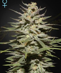 Super Lemon Haze CBD - Femminizzati Stagionali