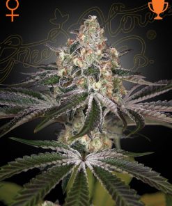 White Widow - Femminizzati Stagionali