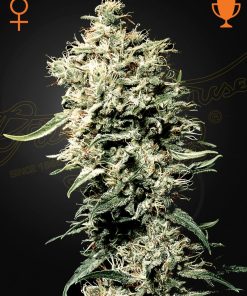 White Rhino - Femminizzati Stagionali