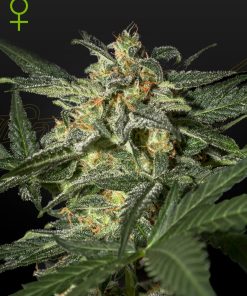 White Widow Auto - Autofiorenti Femminizzati