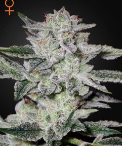 Sweet Valley Kush - Femminizzati Stagionali