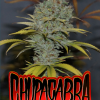 chupacabra microgenetica