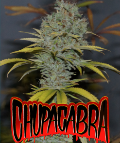 chupacabra microgenetica