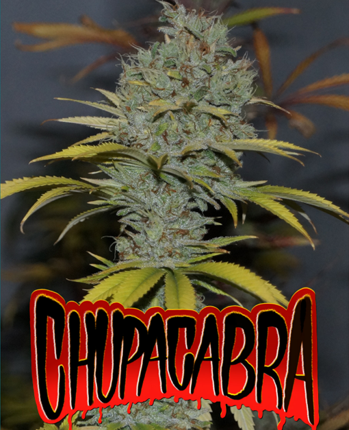 chupacabra microgenetica