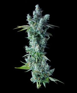 Kosher Dawg - Femminizzati Stagionali