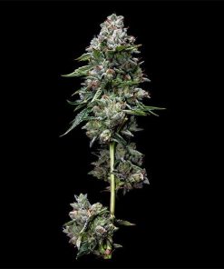 Kosher Kush - Femminizzati Stagionali